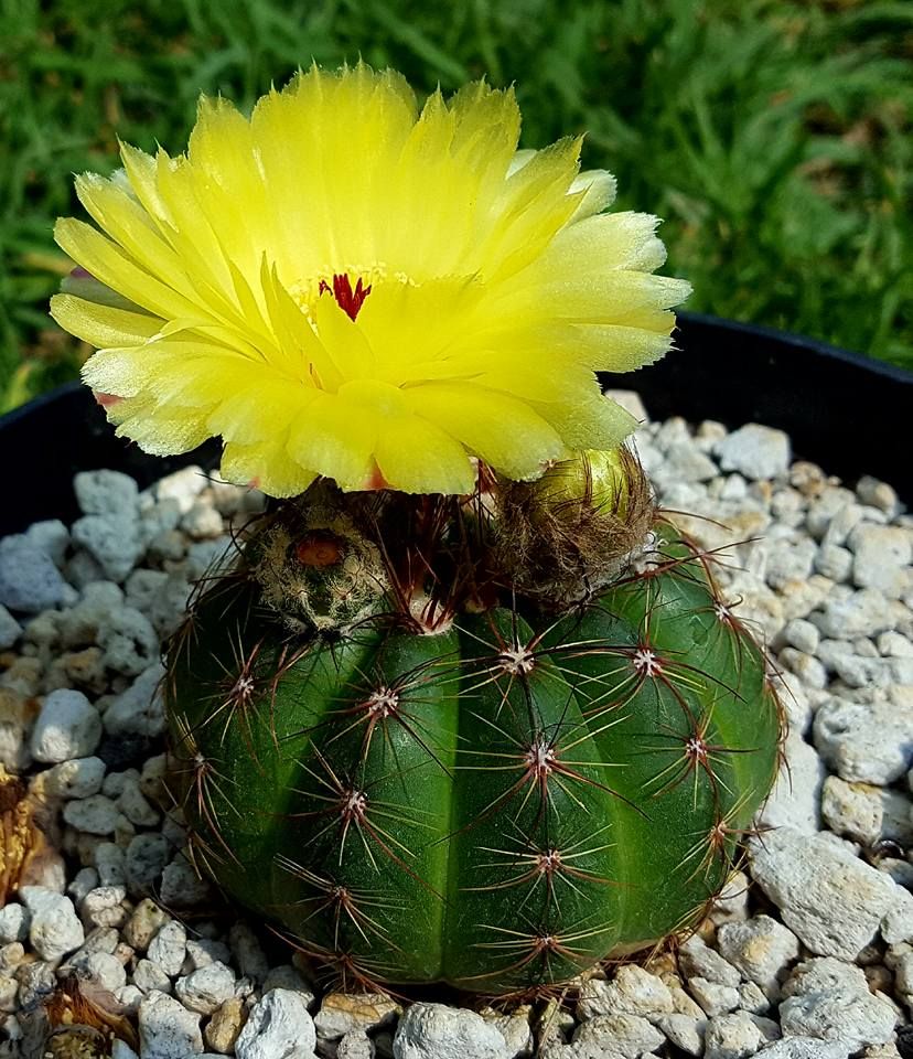 Kaktus Parodia